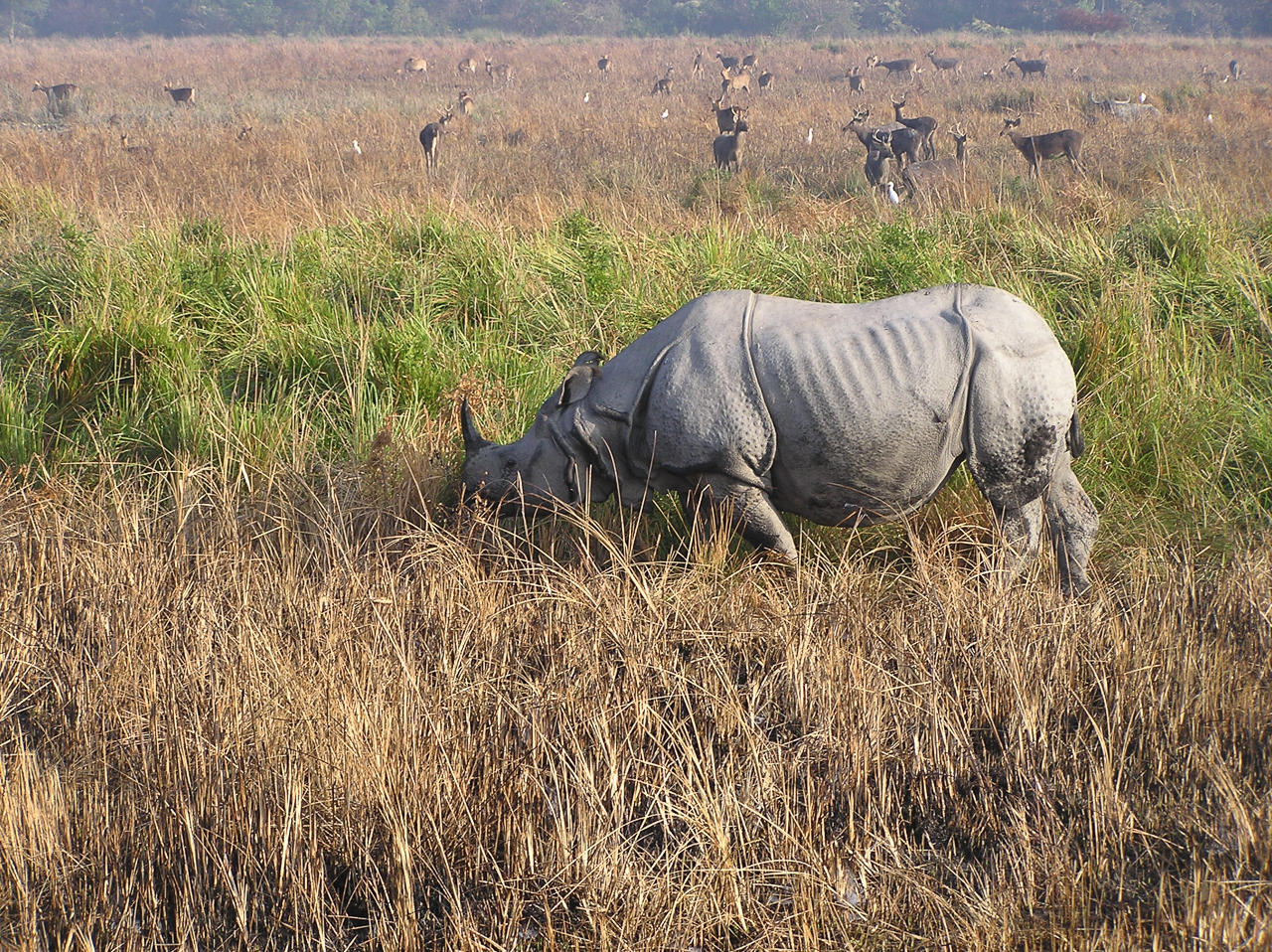White Rhino Kazaringa Rhino Preserve